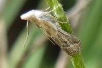 Ancylosis cinnamomella