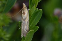 Ancylosis cinnamomella
