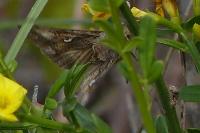 Autographa gamma