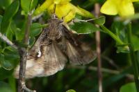 Autographa gamma