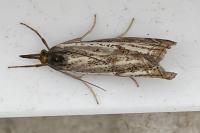 Thisanotia chrysonuchella