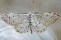 Idaea seriata
