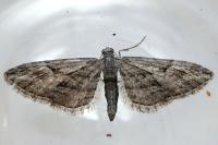 Eupithecia oxycedrata