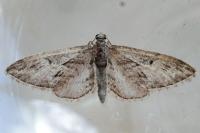 Eupithecia oxycedrata