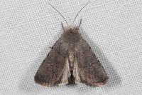 Caradrina flavirena
