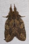 Peridea anceps