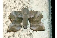 Laothoe populi