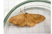 Idaea aversata