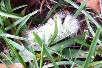 Calliteara pudibunda