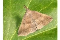 Polypogon plumigeralis