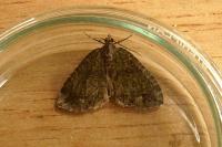 Hydriomena furcata