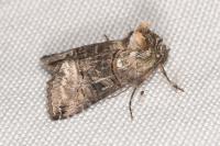 Abrostola tripartita