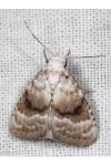 Meganola albula