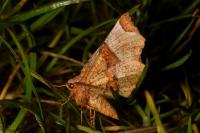 Selenia lunularia