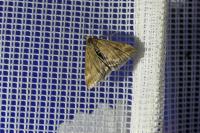 Pyrausta despicata