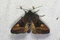 Euplexia lucipara