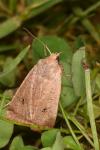Conistra erythrocephala