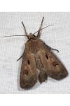 Agrotis exclamationis exclamationis