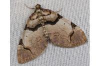 Anticlea derivata