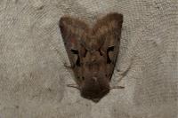 Orthosia gothica