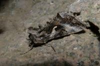 Autographa gamma