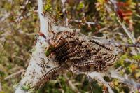 Eriogaster catax