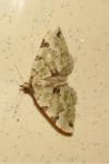 Colostygia pectinataria