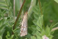 Chrysocramboides craterellus