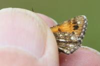 Isturgia famula