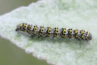 Cucullia verbasci