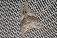 Calliteara pudibunda