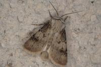 Agrotis puta