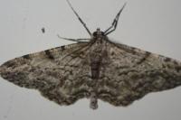 Peribatodes rhomboidaria rhomboidaria