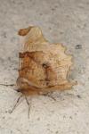 Selenia lunularia