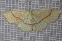Cyclophora punctaria