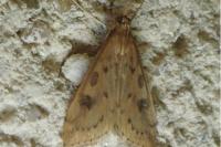 Udea ferrugalis