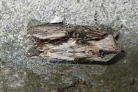 Egira conspicillaris