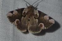 Thyatira batis