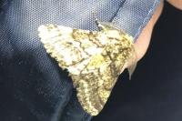 Lycia hirtaria