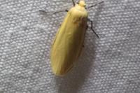 Wittia sororcula