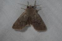 Orthosia cerasi