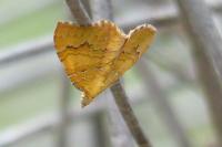 Camptogramma bilineata
