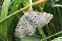 Perizoma albulata