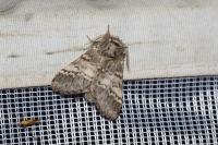 Drymonia ruficornis