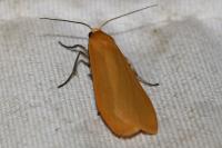 Wittia sororcula