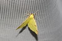 Opisthograptis luteolata