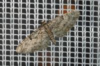 Eupithecia dodoneata