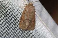 Orthosia cerasi
