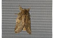 Peridea anceps