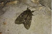 Peridea anceps